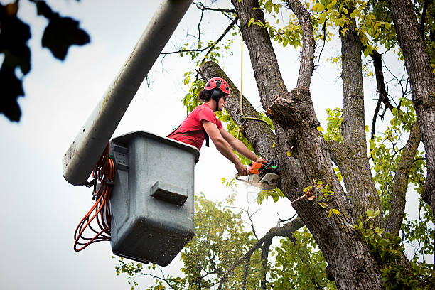 How Our Tree Care Process Works  in Sherman, IL